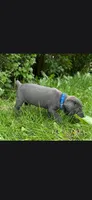 Azure blue, a male Cane Corso for sale in Twin Falls, ID – 4 of 8