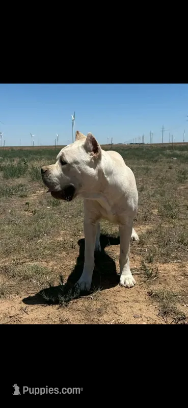 Tommy *RARE* straw color  – Cane Corso puppy for sale in Snyder, TX