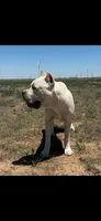 Tommy *RARE* straw color , a male Cane Corso for sale in Snyder, TX – 1 of 5