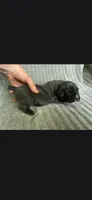 Charlie , a male Cane Corso for sale in Helena, MT – 5 of 5
