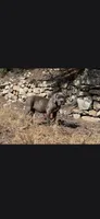 Bubble , a female Cane Corso for sale in Twin Falls, ID – 6 of 6