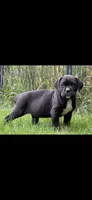 Yellow , a male Cane Corso for sale in Twin Falls, ID – 4 of 5