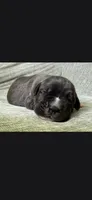 Jules, a female Cane Corso for sale in Springfield, MO – 2 of 5