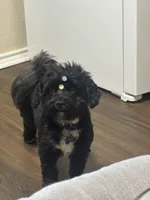 Milo, a male Cockapoo for sale in Killeen, TX – 4 of 6