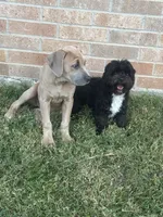 Milo, a male Cockapoo for sale in Killeen, TX – 6 of 6