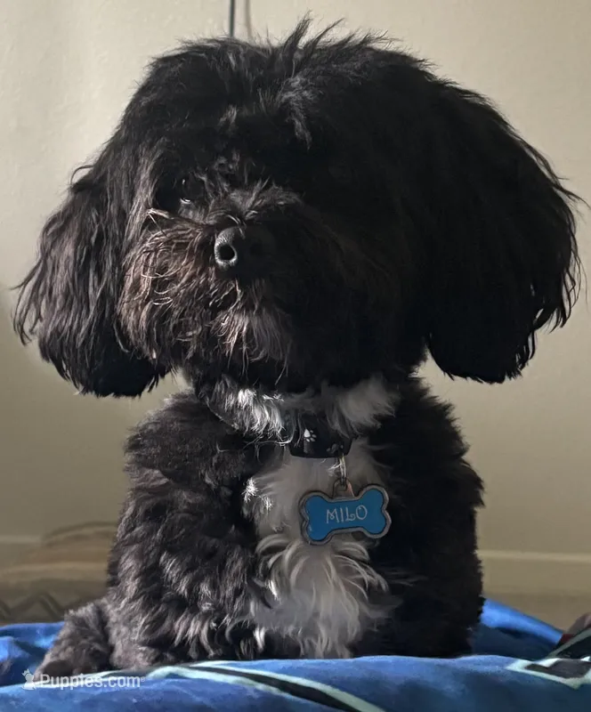 Milo – Cockapoo puppy for sale in Killeen, TX