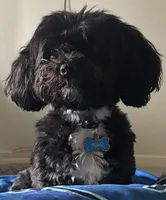 Milo, a male Cockapoo for sale in Killeen, TX – 1 of 6