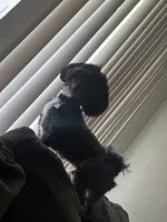 Milo, a male Cockapoo for sale in Killeen, TX – 3 of 6