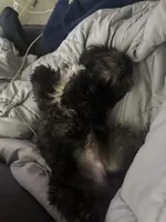 Milo, a male Cockapoo for sale in Killeen, TX – 5 of 6