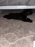 Milo, a male Cockapoo for sale in Killeen, TX – 2 of 6