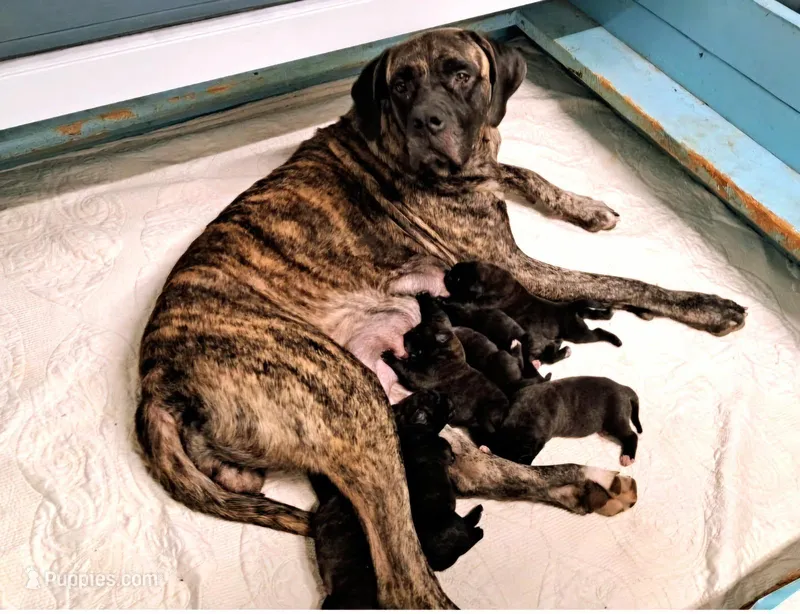 Rogue – English Mastiff puppy for sale in Newton, AL