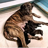 Rogue, a female English Mastiff for sale in Newton, AL – Photo 1 of 4