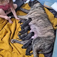 Rogue, a female English Mastiff for sale in Newton, AL – Photo 2 of 4