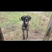 Rogue, a female English Mastiff for sale in Newton, AL – Photo 3 of 4