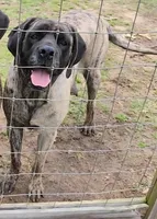 Shelby, a female English Mastiff for sale in Newton, AL – 2 of 3