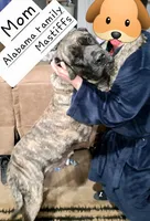 Shelby, a female English Mastiff for sale in Newton, AL – 1 of 3