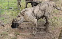 Shelby, a female English Mastiff for sale in Newton, AL – 3 of 3