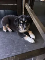 Astro, a male Miniature Australian Shepherd for sale in Lexington, SC – Photo 1 of 2