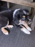 Astro, a male Miniature Australian Shepherd for sale in Lexington, SC – Photo 2 of 2