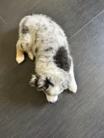 Patches, a male Miniature Australian Shepherd for sale in Lexington, SC – Photo 3 of 3