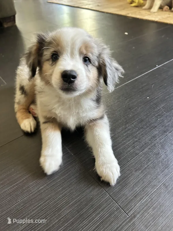 Patches – Miniature Australian Shepherd puppy for sale in Lexington, SC