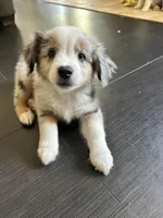 Patches, a male Miniature Australian Shepherd for sale in Lexington, SC – Photo 1 of 3