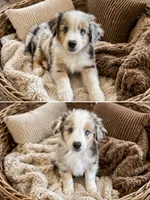 Patches, a male Miniature Australian Shepherd for sale in Lexington, SC – 1 of 2