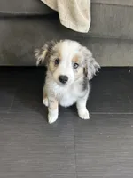 Patches, a male Miniature Australian Shepherd for sale in Lexington, SC – Photo 2 of 3