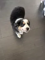 Hugo, a male Miniature Australian Shepherd for sale in Lexington, SC – Photo 2 of 4