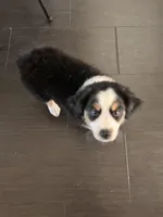 Hugo, a male Miniature Australian Shepherd for sale in Lexington, SC – Photo 3 of 4