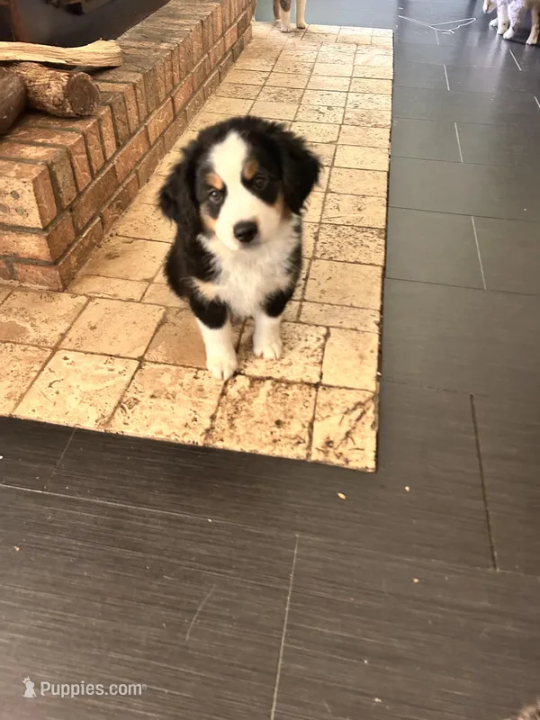 Hugo – Miniature Australian Shepherd puppy for sale in Lexington, SC