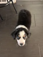 Hugo, a male Miniature Australian Shepherd for sale in Lexington, SC – Photo 4 of 4