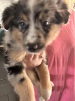 Harleigh, a female Miniature Australian Shepherd for sale in Lexington, SC – Photo 4 of 5