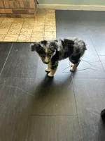 Harleigh, a female Miniature Australian Shepherd for sale in Lexington, SC – Photo 2 of 5