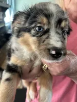 Harleigh, a female Miniature Australian Shepherd for sale in Lexington, SC – Photo 5 of 5