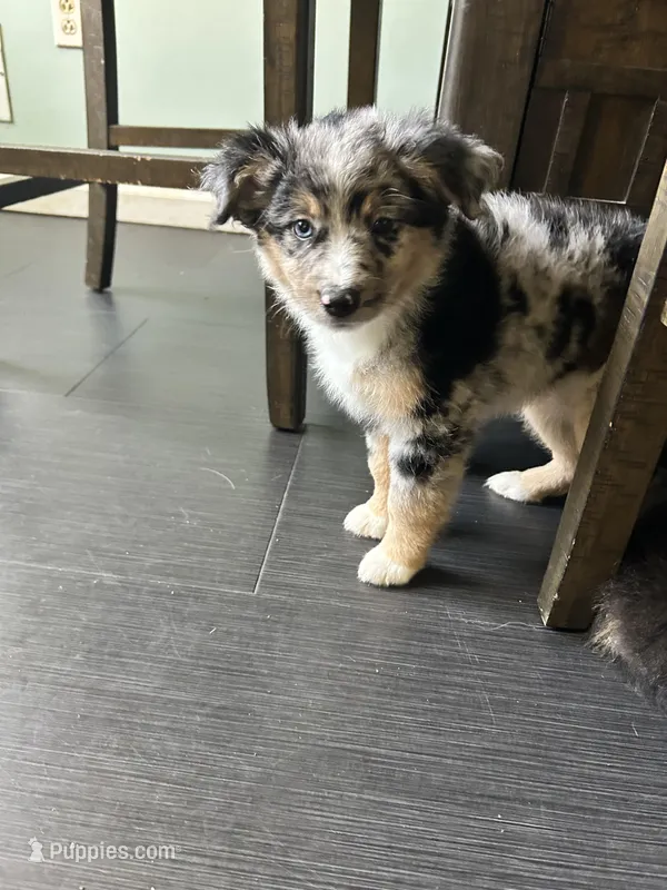 Harleigh – Miniature Australian Shepherd puppy for sale in Lexington, SC