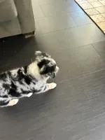 Harleigh, a female Miniature Australian Shepherd for sale in Lexington, SC – Photo 3 of 5