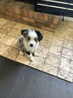 Honey, a female Miniature Australian Shepherd for sale in Lexington, SC – Photo 1 of 3