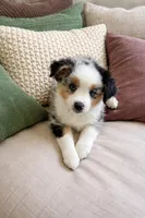 Honey, a female Miniature Australian Shepherd for sale in Lexington, SC – 3 of 4