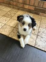 Honey, a female Miniature Australian Shepherd for sale in Lexington, SC – Photo 2 of 3