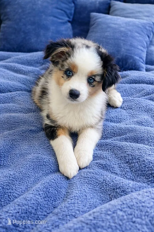 Honey – Miniature Australian Shepherd puppy for sale in Lexington, SC