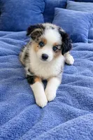 Honey, a female Miniature Australian Shepherd for sale in Lexington, SC – 1 of 4
