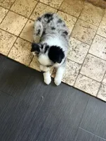 Honey, a female Miniature Australian Shepherd for sale in Lexington, SC – Photo 3 of 3