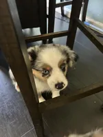 Lucky, a male Miniature Australian Shepherd for sale in Lexington, SC – Photo 2 of 3