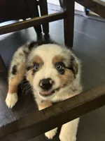 Lucky, a male Miniature Australian Shepherd for sale in Lexington, SC – Photo 3 of 3