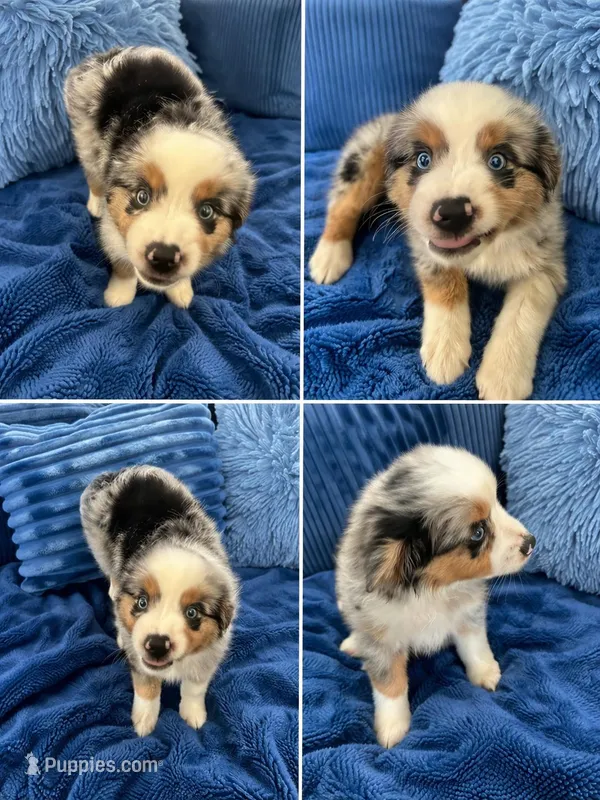 Lucky – Miniature Australian Shepherd puppy for sale in Lexington, SC