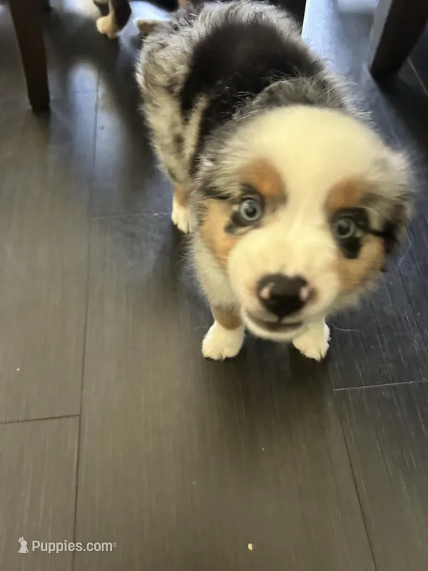 Lucky – Miniature Australian Shepherd puppy for sale in Lexington, SC