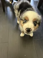 Lucky, a male Miniature Australian Shepherd for sale in Lexington, SC – Photo 1 of 3