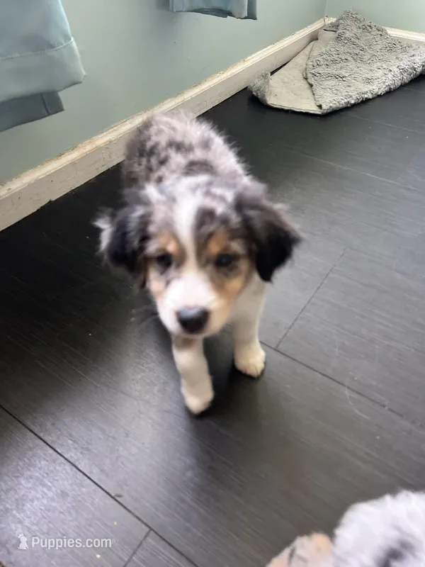 Scooter, a male Miniature Australian Shepherd for sale in Lexington, SC – Photo 1 of 3