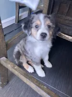 Scooter, a male Miniature Australian Shepherd for sale in Lexington, SC – Photo 3 of 3